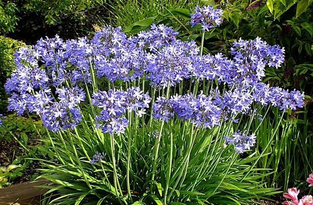 Agapanthus Bed And Breakfast Гогкарспел Екстер'єр фото